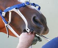 Gebitsverzorging bij paarden